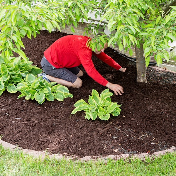 mulch installation it is recommended to have mulch installed in your yard at least once a year to maintain its benefits and appearance